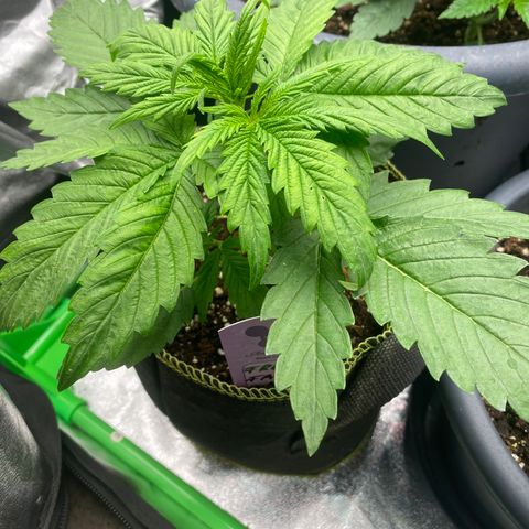 Frozen Face Auto  growlog timeline photo