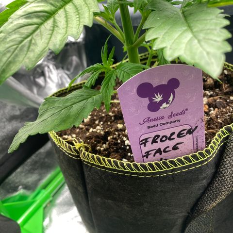 Frozen Face Auto  growlog timeline photo