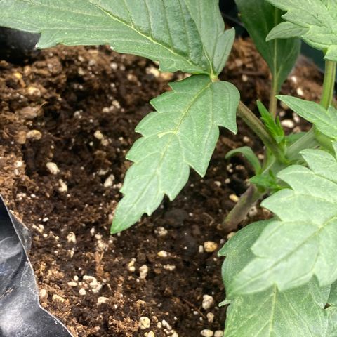 Super Boof growlog timeline photo