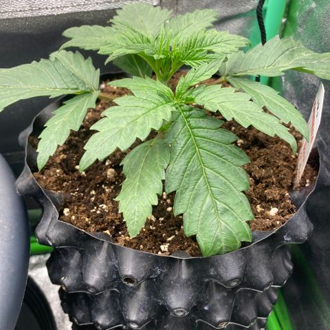 Super Boof growlog timeline photo