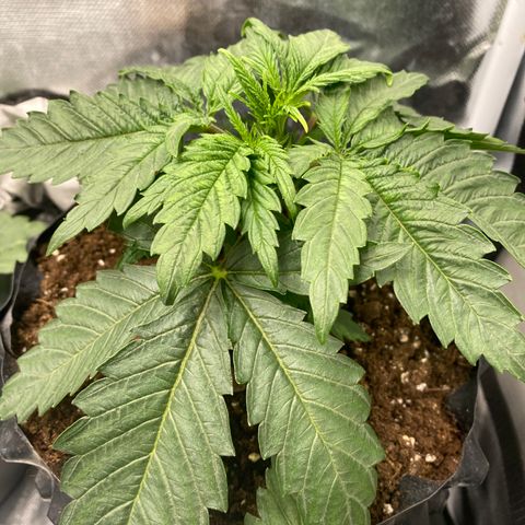 Super Boof growlog timeline photo