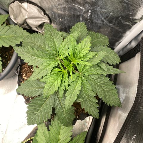 Super Boof growlog timeline photo
