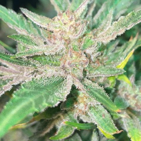 Studio 54 Stardust Auto growlog timeline photo