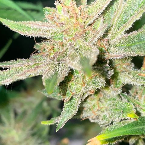 Studio 54 Stardust Auto growlog timeline photo