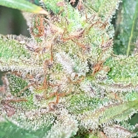 Studio 54 Stardust Auto growlog timeline photo