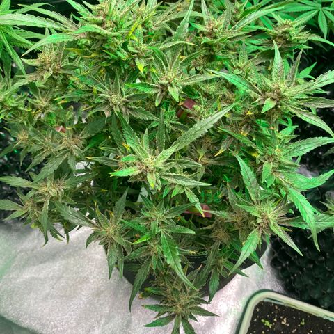 Studio 54 Stardust Auto growlog timeline photo