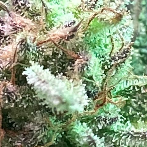 Studio 54 Stardust Auto growlog timeline photo