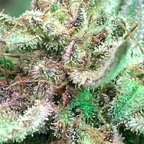 Studio 54 Stardust Auto growlog timeline photo