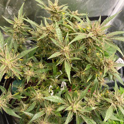 Studio 54 Stardust Auto growlog timeline photo