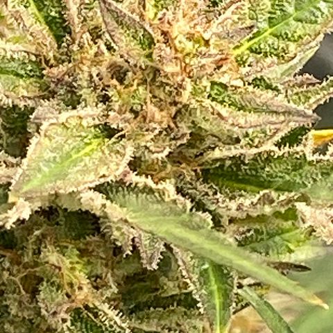 Studio 54 Stardust Auto growlog timeline photo