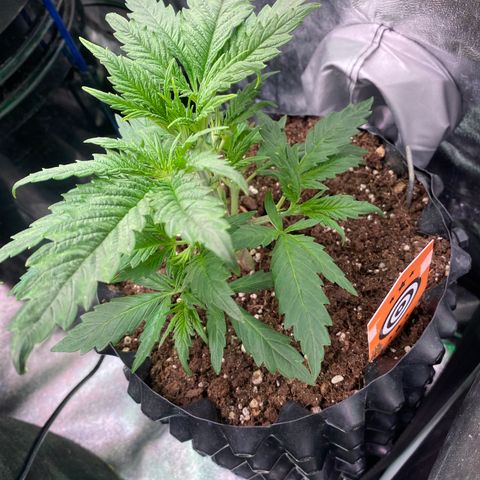 Super Boof growlog timeline photo