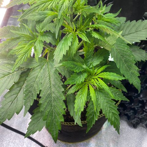 Frozen Face Auto  growlog timeline photo