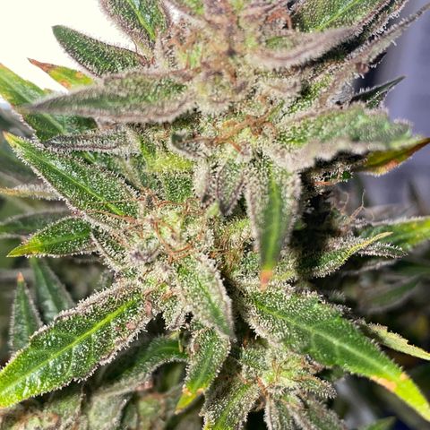 Studio 54 Stardust Auto growlog timeline photo