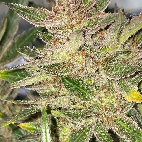 Studio 54 Stardust Auto growlog timeline photo