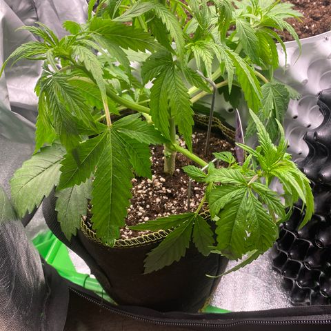 Frozen Face Auto  growlog timeline photo