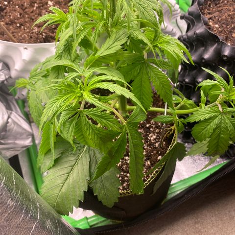 Frozen Face Auto  growlog timeline photo
