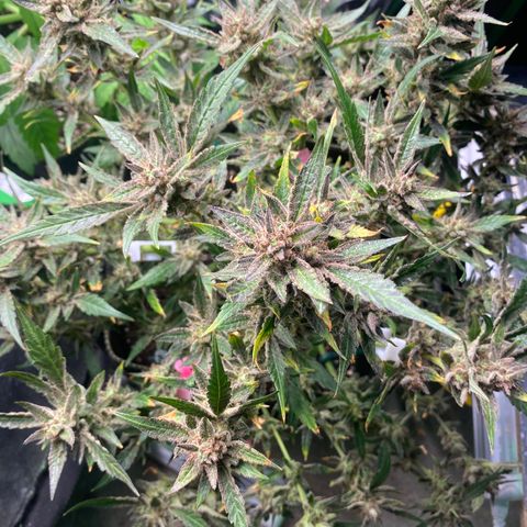 Studio 54 Stardust Auto growlog timeline photo