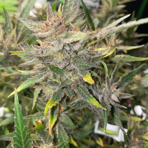 Studio 54 Stardust Auto growlog timeline photo