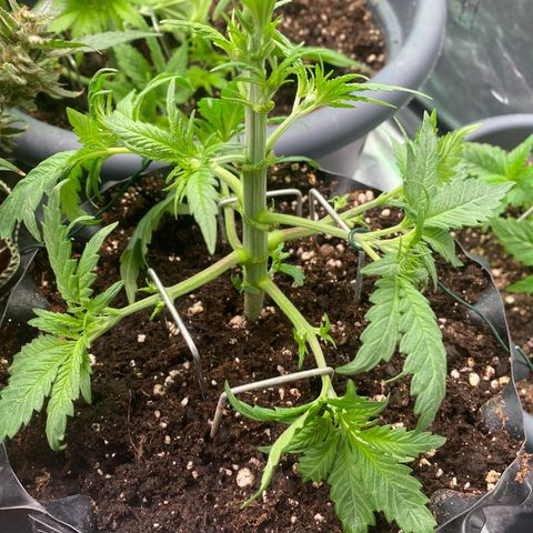 Super Boof growlog timeline photo