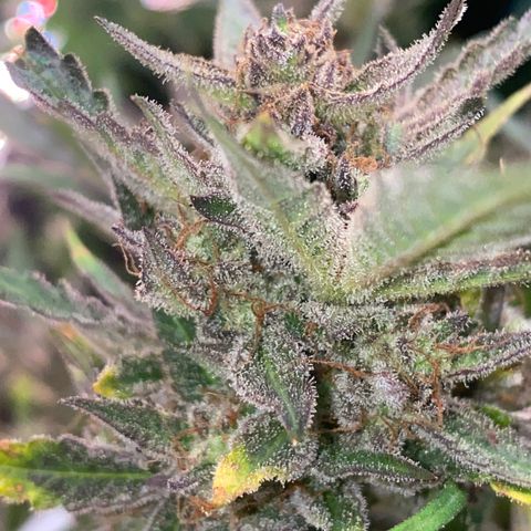 Studio 54 Stardust Auto growlog timeline photo