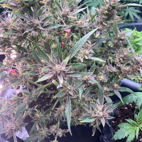 Studio 54 Stardust Auto growlog timeline photo
