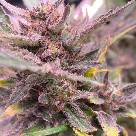 Studio 54 Stardust Auto growlog timeline photo
