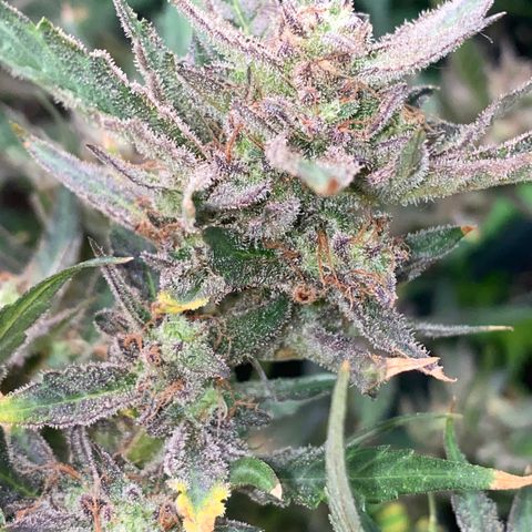 Studio 54 Stardust Auto growlog timeline photo