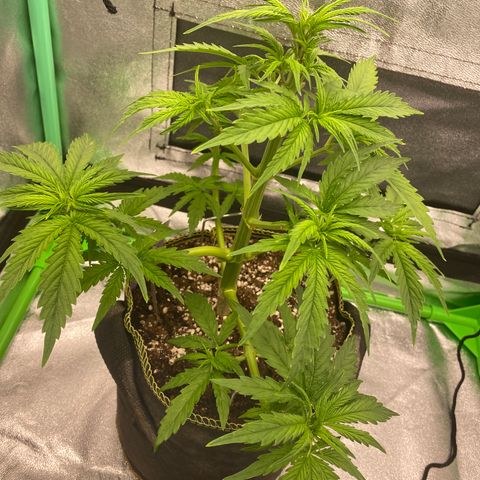 Frozen Face Auto  growlog timeline photo