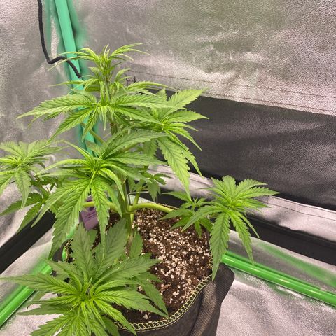 Frozen Face Auto  growlog timeline photo