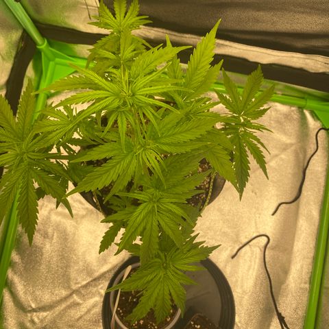 Frozen Face Auto  growlog timeline photo