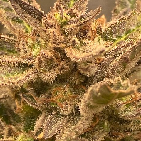 Studio 54 Stardust Auto growlog timeline photo