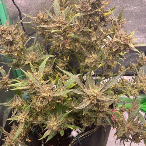 Studio 54 Stardust Auto growlog timeline photo
