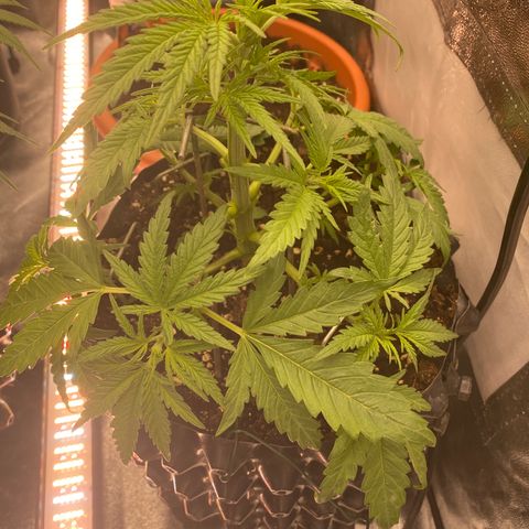 Super Boof growlog timeline photo