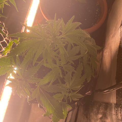 Super Boof growlog timeline photo