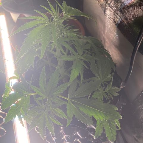 Super Boof growlog timeline photo