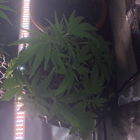 Super Boof growlog timeline photo