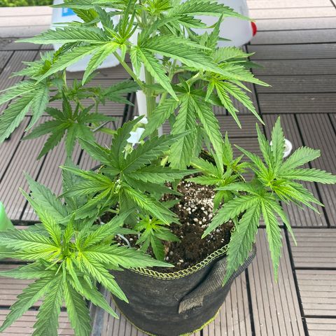 Frozen Face Auto  growlog timeline photo