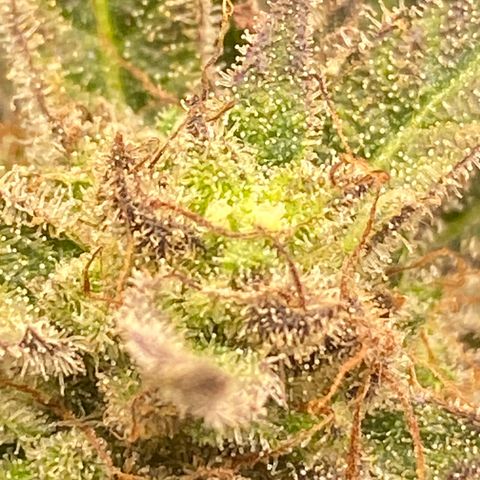 Studio 54 Stardust Auto growlog timeline photo
