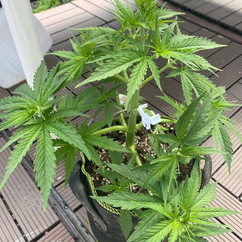 Frozen Face Auto  growlog timeline photo