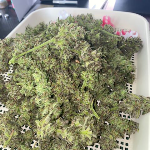 Studio 54 Stardust Auto growlog timeline photo