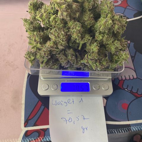 Studio 54 Stardust Auto growlog timeline photo