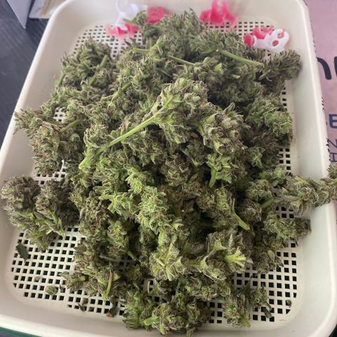 Studio 54 Stardust Auto growlog timeline photo