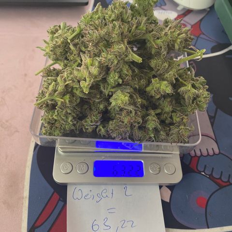Studio 54 Stardust Auto growlog timeline photo