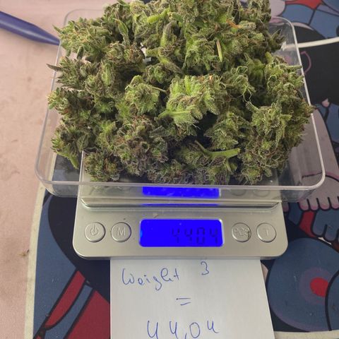 Studio 54 Stardust Auto growlog timeline photo