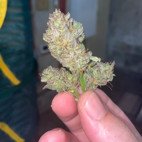 Studio 54 Stardust Auto growlog timeline photo