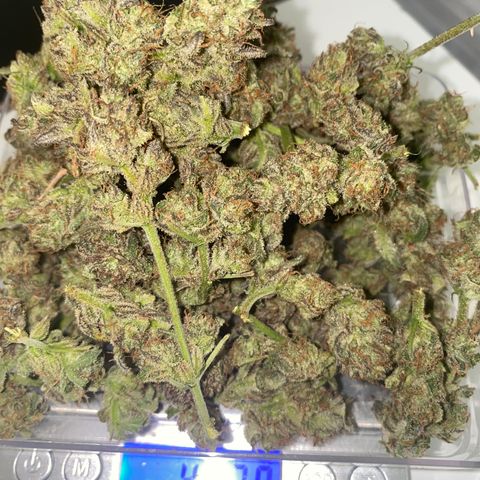 Studio 54 Stardust Auto growlog timeline photo