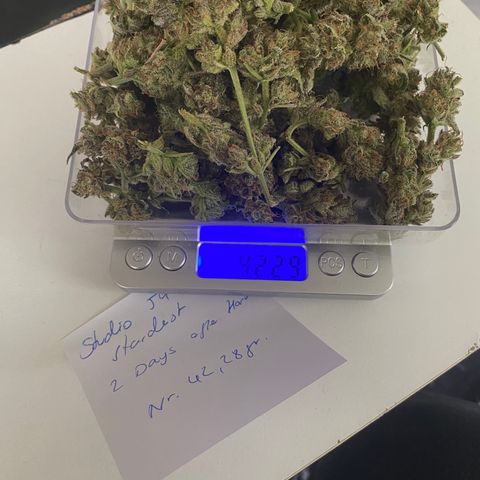 Studio 54 Stardust Auto growlog timeline photo