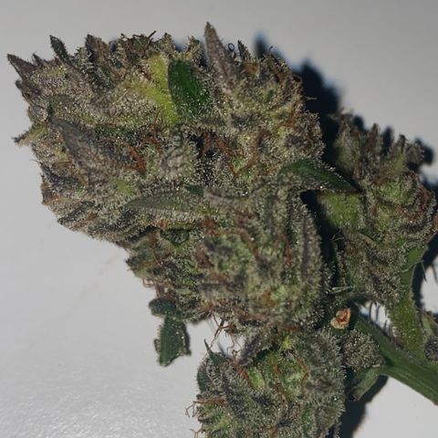 Studio 54 Stardust Auto growlog timeline photo