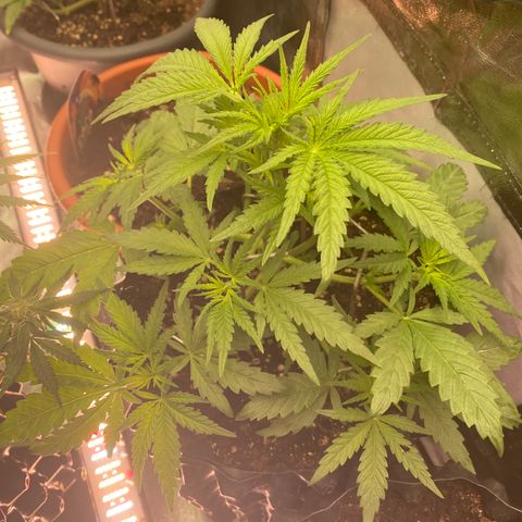 Super Boof growlog timeline photo