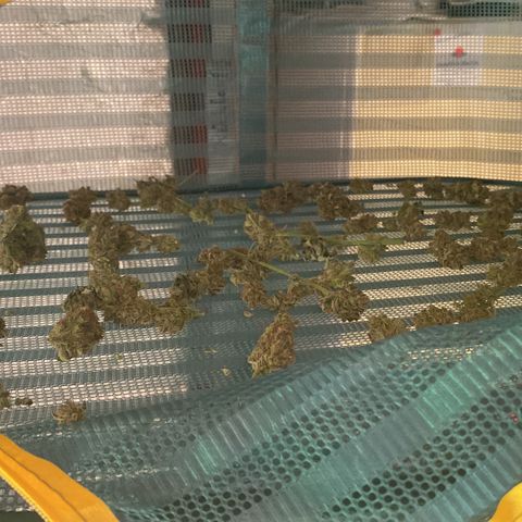 Studio 54 Stardust Auto growlog timeline photo